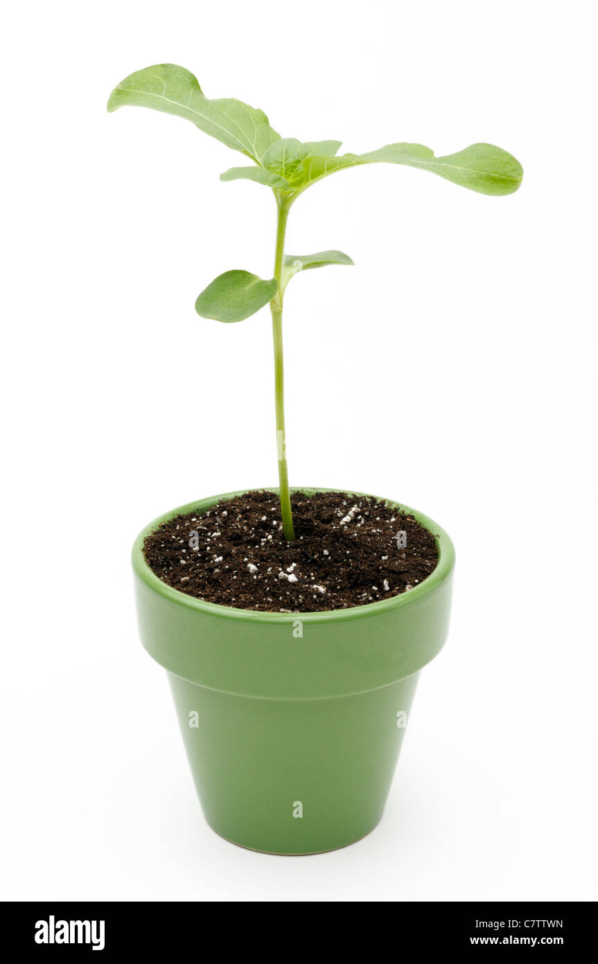 Sunflower seedling. Also, part of gravitropism sequence with images