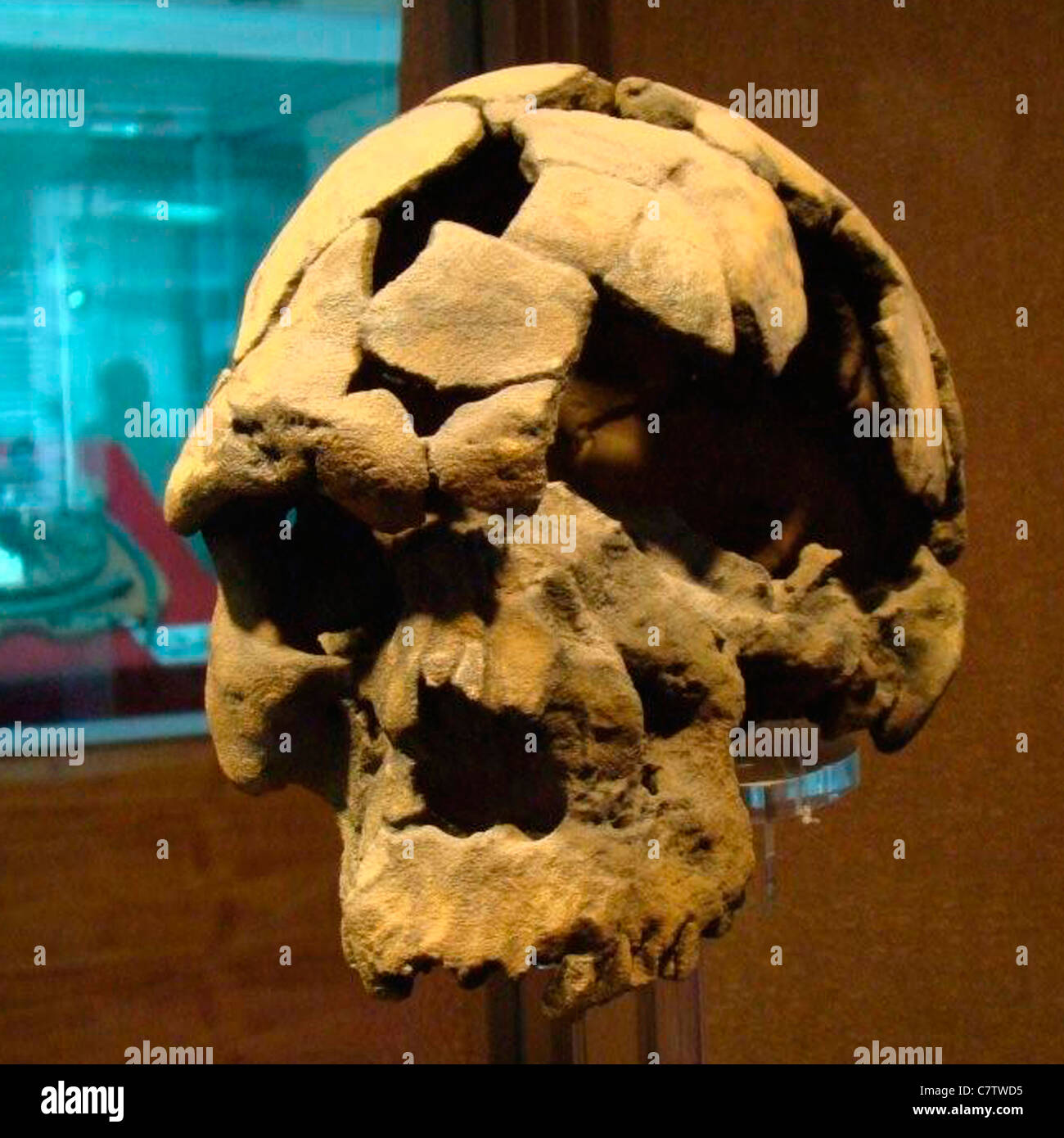 Africa, Ethiopia,Addis Ababa, Ethiopian National Museum, prehistoric skyll Stock Photo