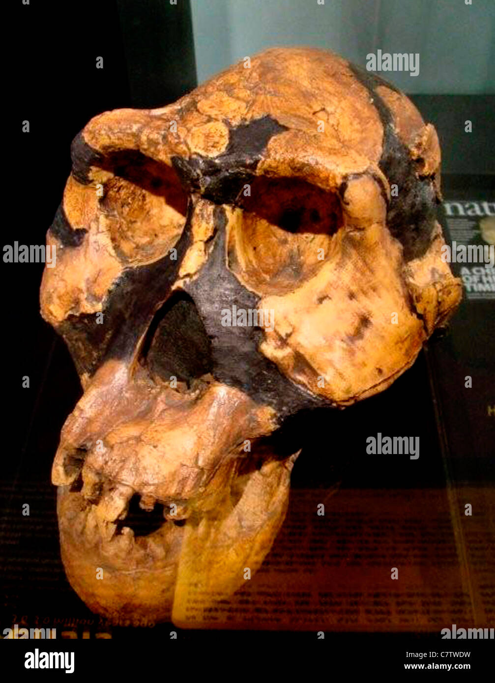 Africa, Ethiopia,Addis Ababa, Ethiopian National Museum, prehistoric skyll Stock Photo