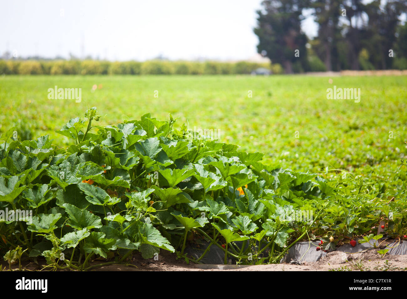 California strawberry farm hires stock photography and images Alamy