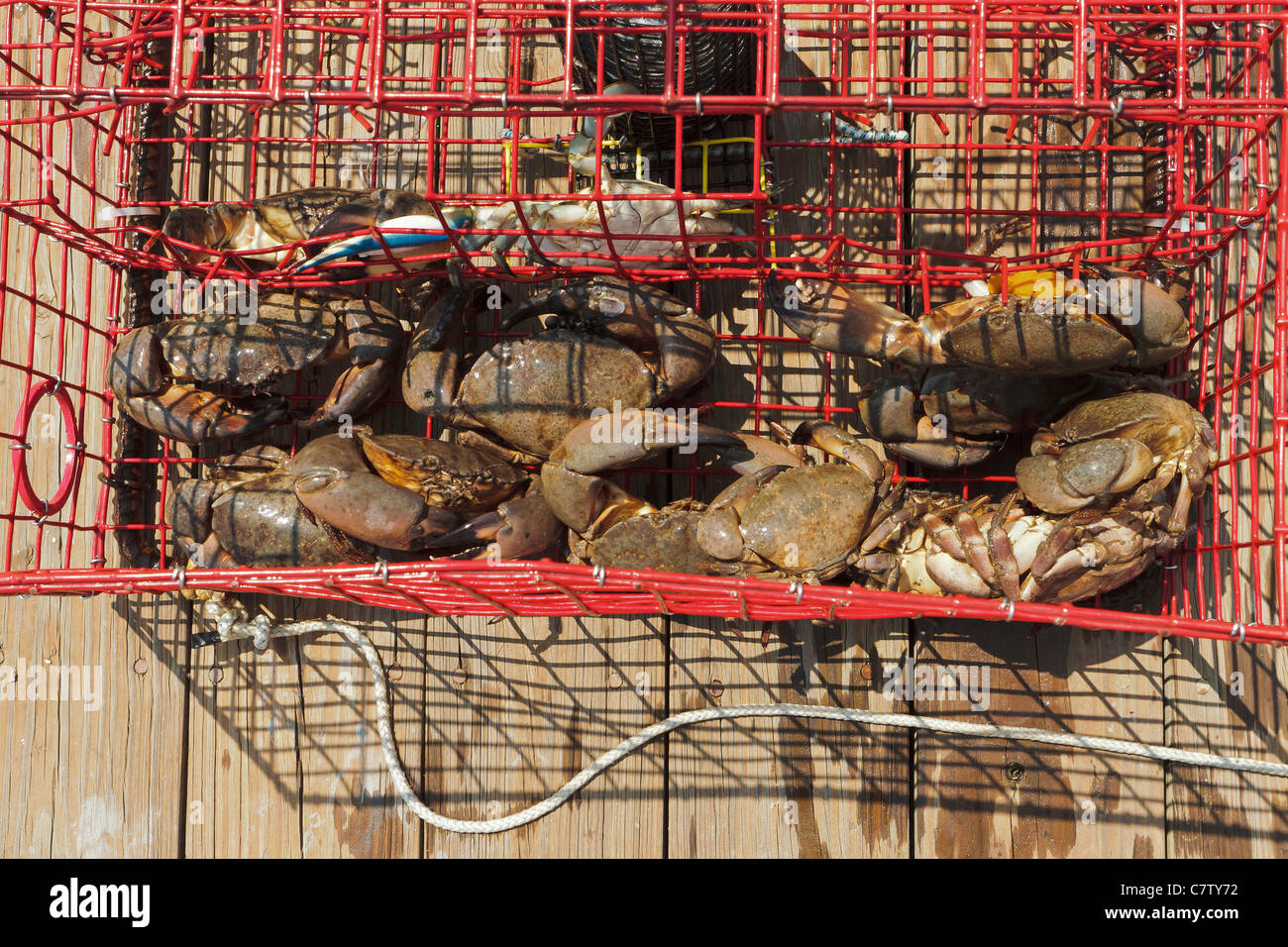 Harvested stone and blue crabs in a crab trap baited and set in