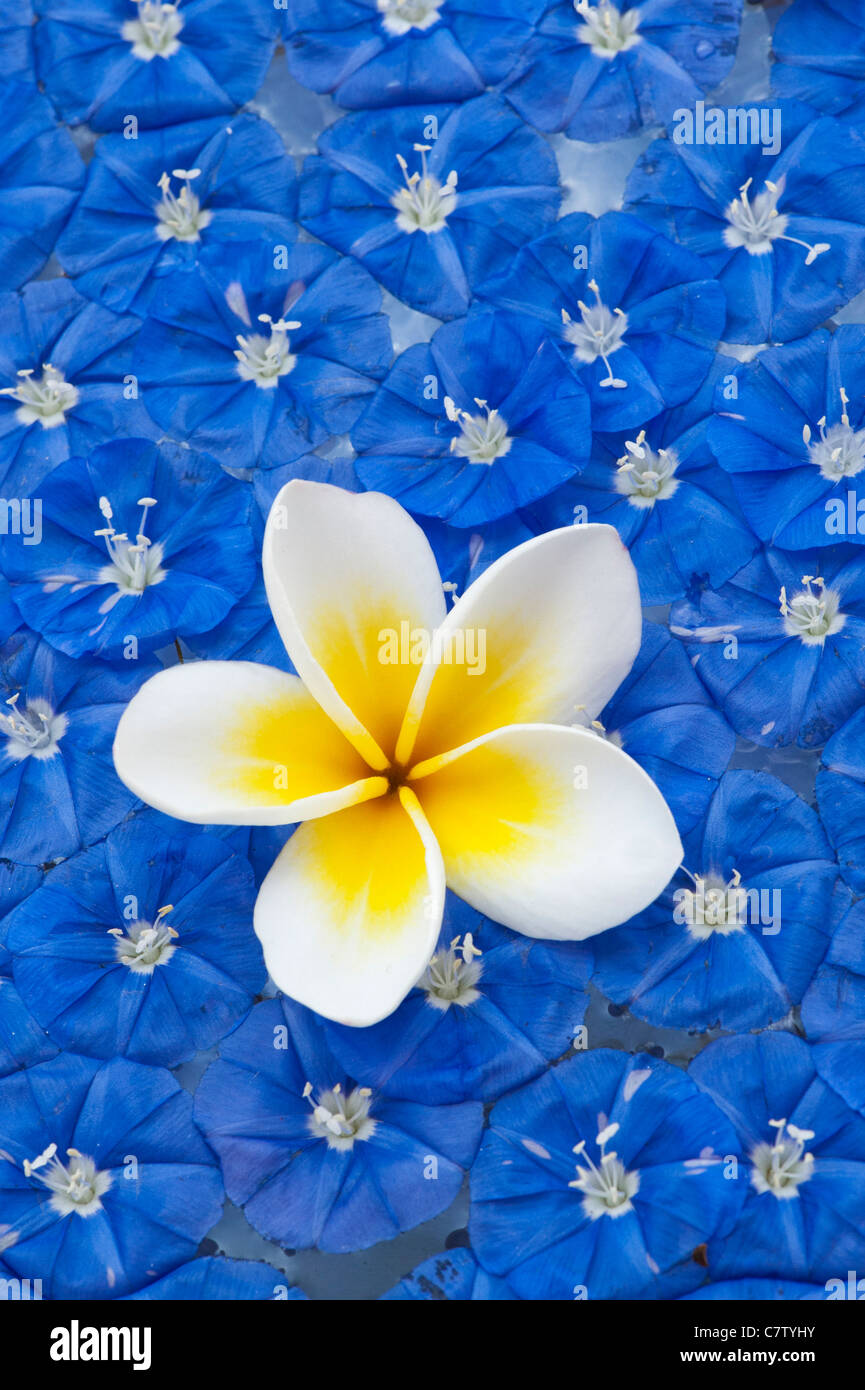 Picked Frangipani flower and skyblue cluster vine flowers floating on water Stock Photo