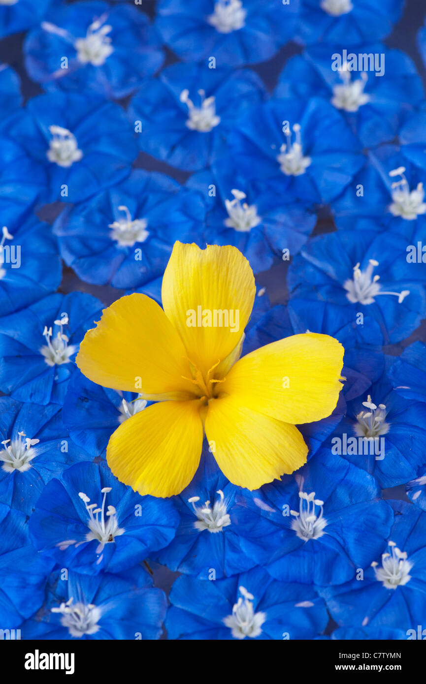 Picked Yellow Alder flower and Skyblue Clustervine flowers floating on water pattern Stock Photo