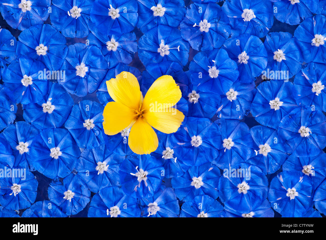 Picked Yellow Alder flower and Skyblue Clustervine flowers floating on water pattern Stock Photo