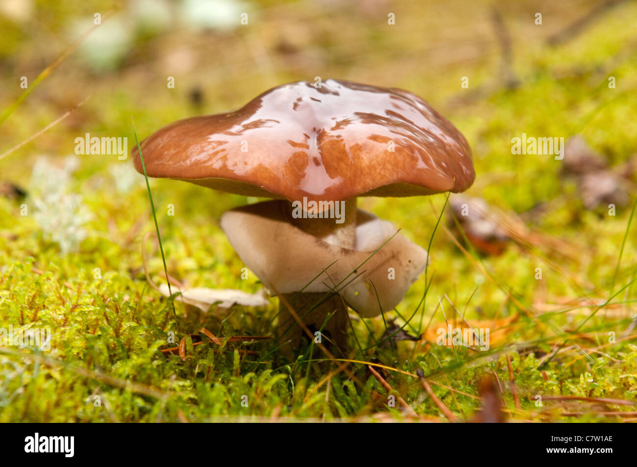 Mushrooms (Suillus variegatus) in autumn forest Stock Photo