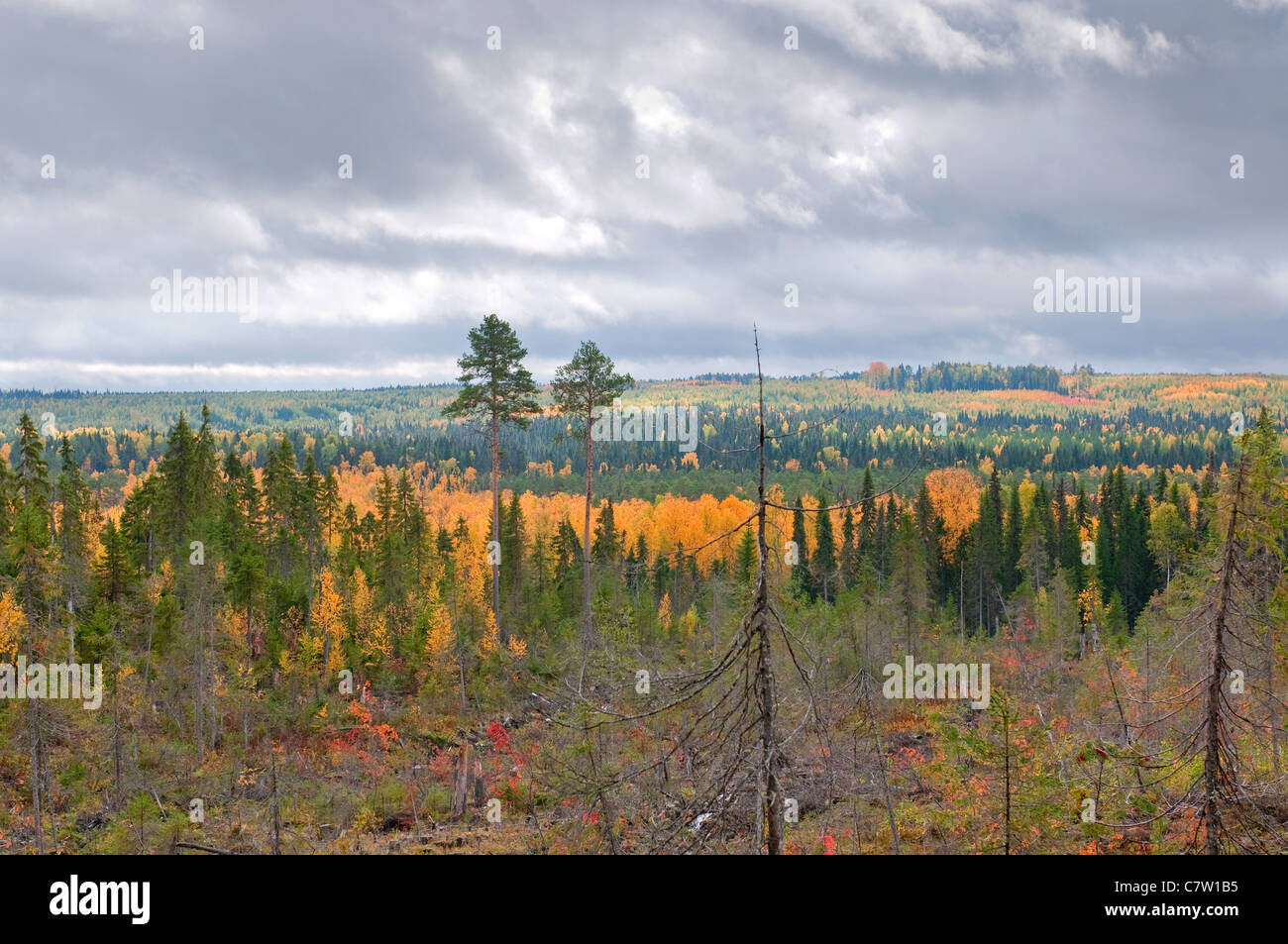 Taiga (boreal forest) in Komi region, northern Russia Stock Photo Alamy