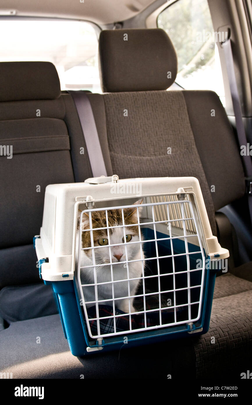 Cat in car inside carrying box Stock Photo Alamy