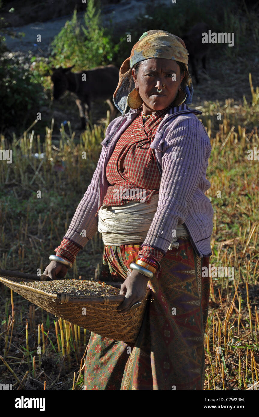 Buckwheat Harvesting High Resolution Stock Photography and Images Alamy
