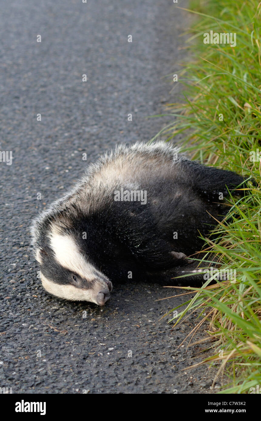 Dead Badger on roadside verge Cornwall UK Stock Photo