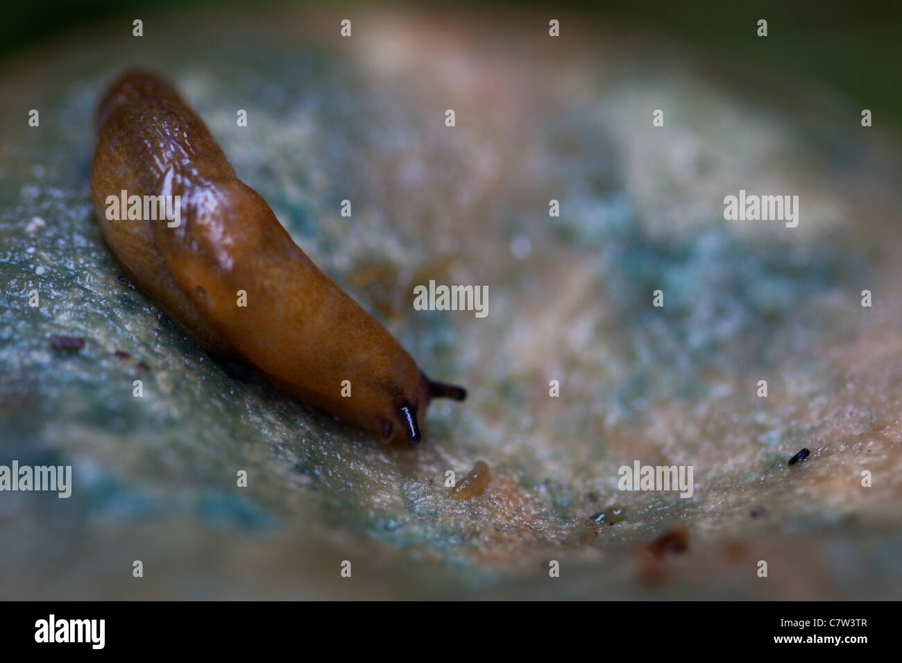 brown slug on a mushroom Stock Photo