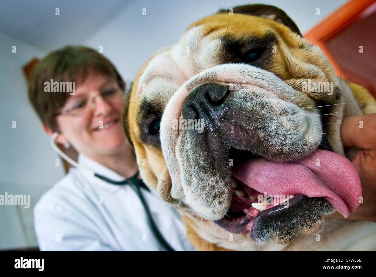 Veterinarian examining a bulldog Stock Photo Alamy
