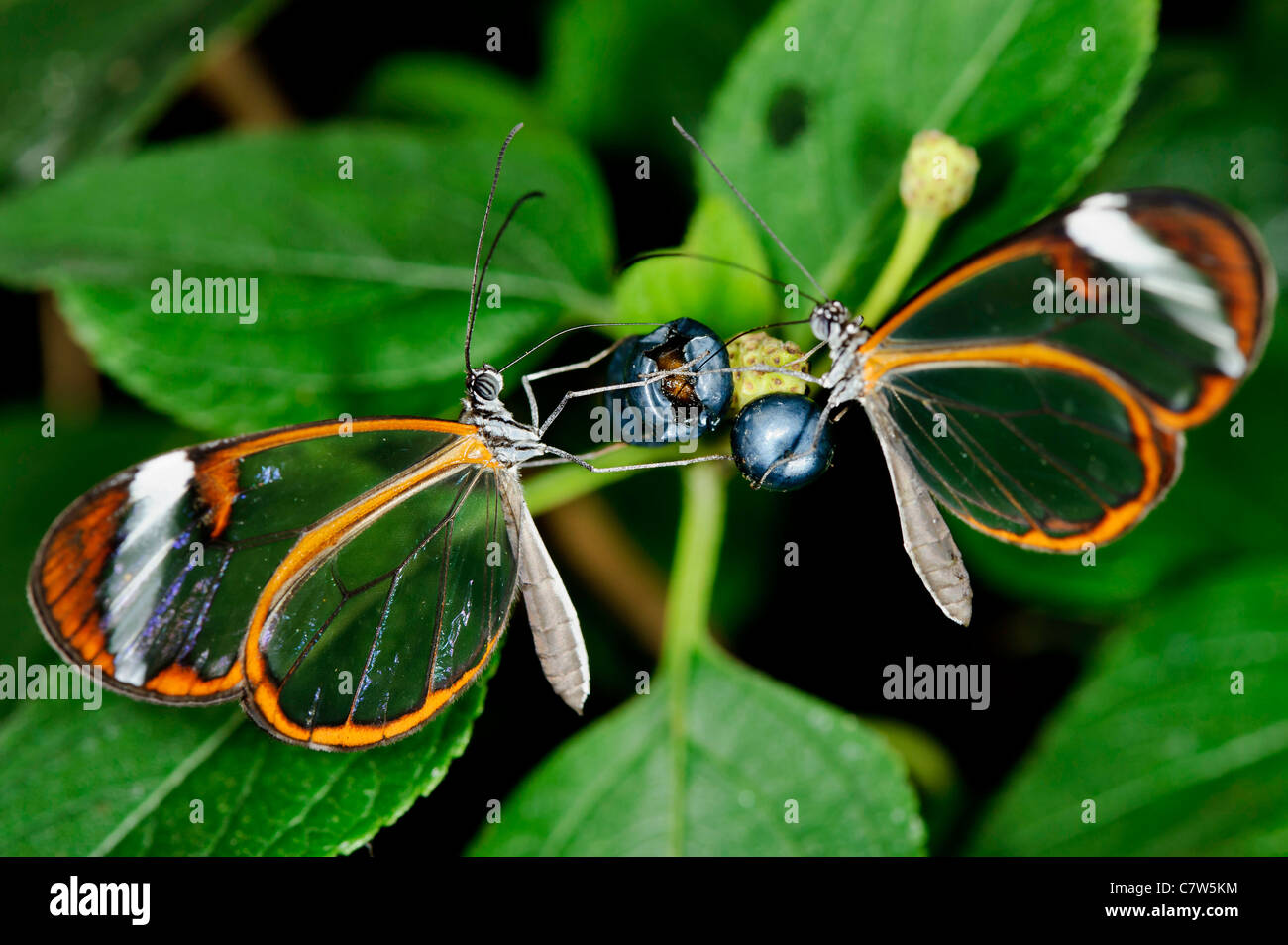 Glasswing Butterfly (Greta Oto) Stock Photo
