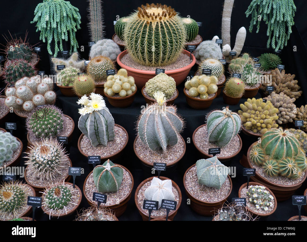 Malvern Autumn Show, England - display of Cacti Stock Photo