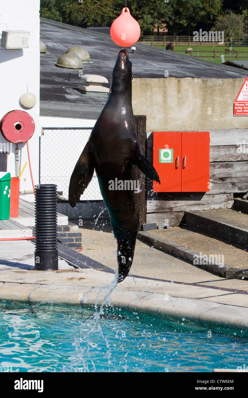 Pinniped Sea Lion showing off his skills at a show in England Stock Photo