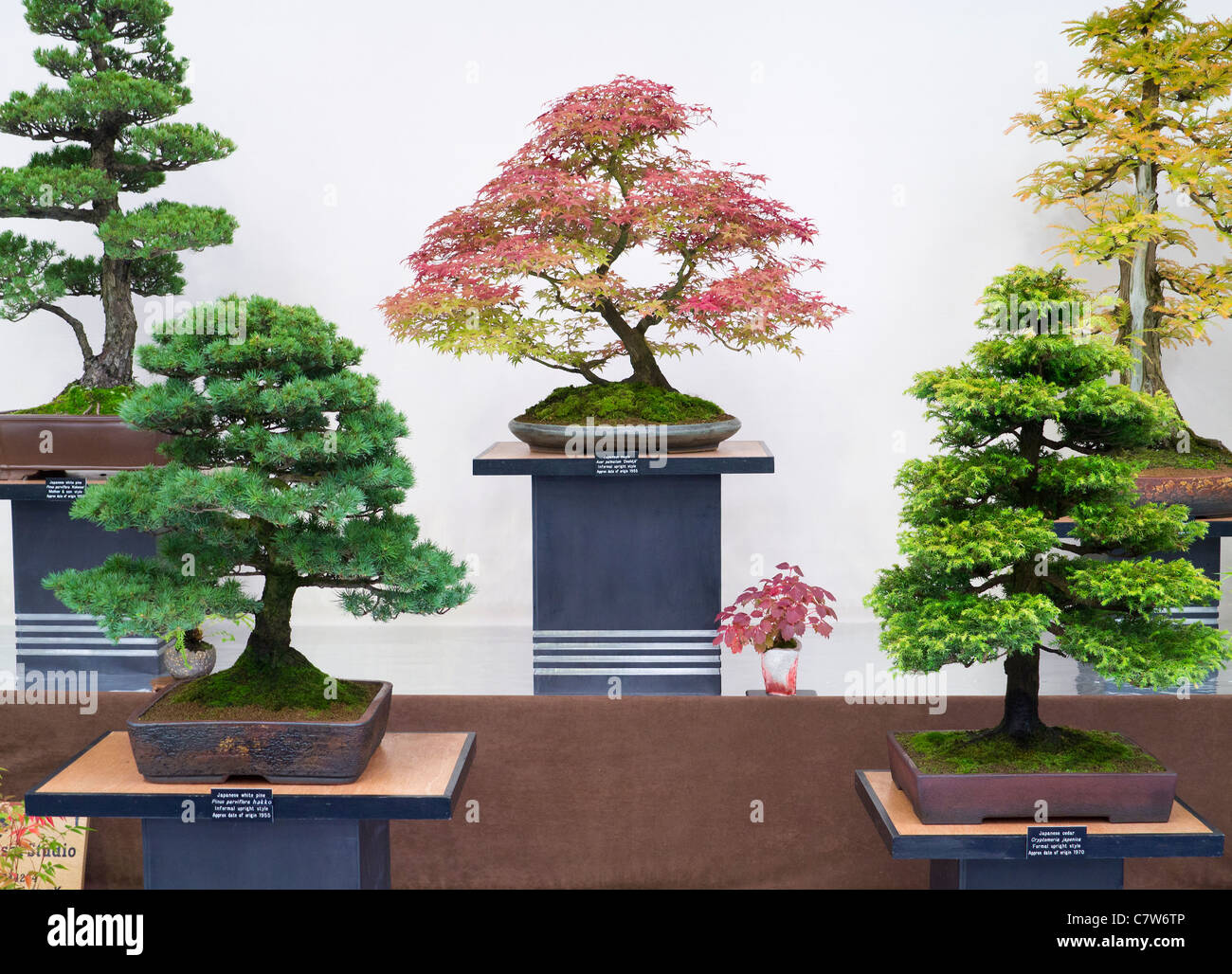 Malvern Autumn Show, England- superb bonsai display Stock Photo