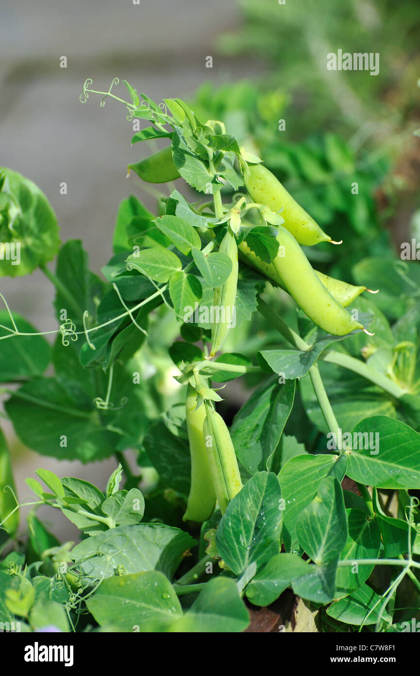 Green sweet peas in the garden on a sunny day Stock Photo Alamy