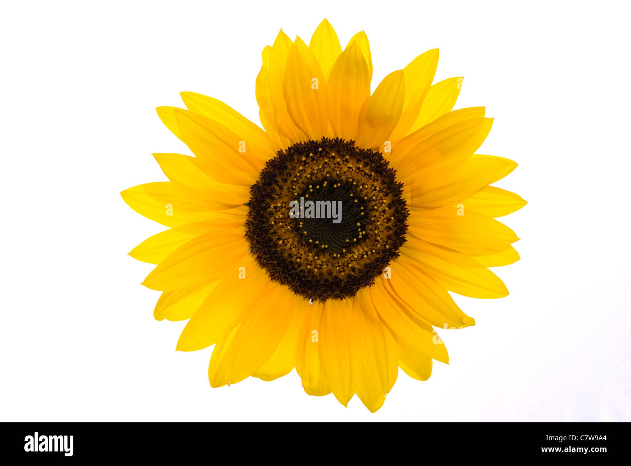 Yellow sunflower isolated on white background Stock Photo - Alamy