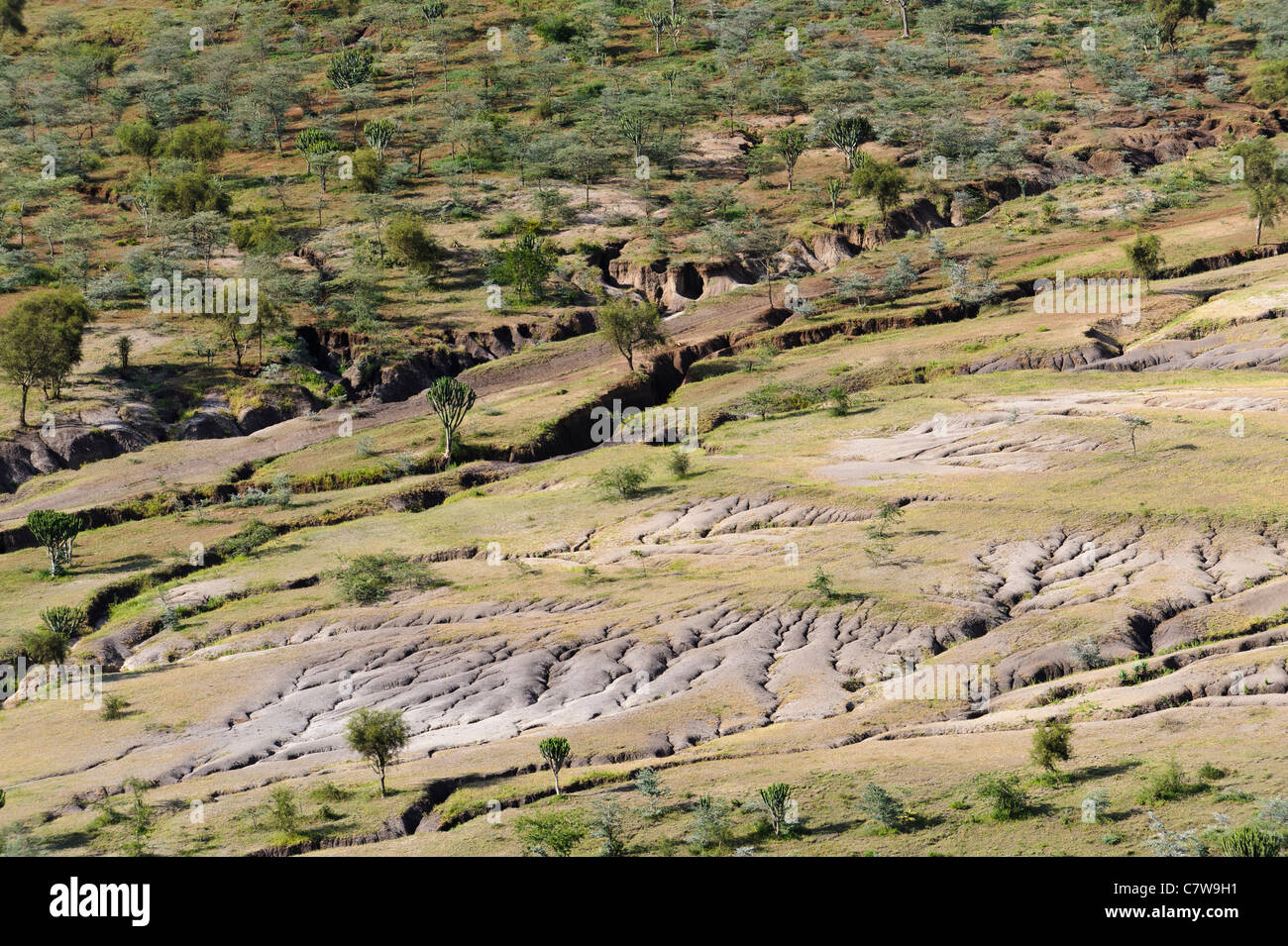 Soil erosion as a result of over grazing, Meserani, Tanzania. Stock Photo