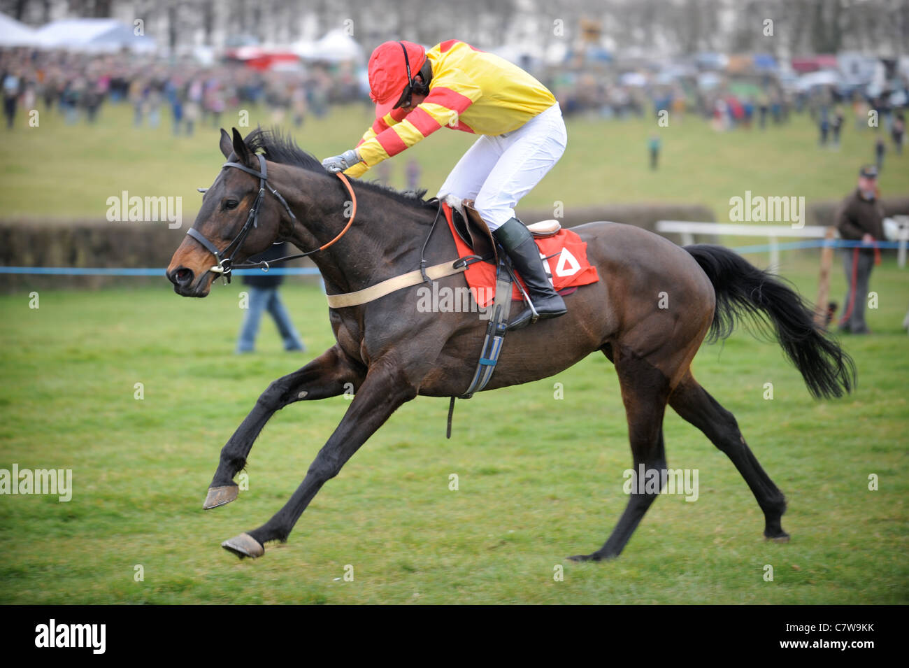 Sheknowsyouknow ridden by M. Wall wins the Hunt members opening race at the Duke of Beaufort's Hunt Point-to-Point 2009, Glouces Stock Photo