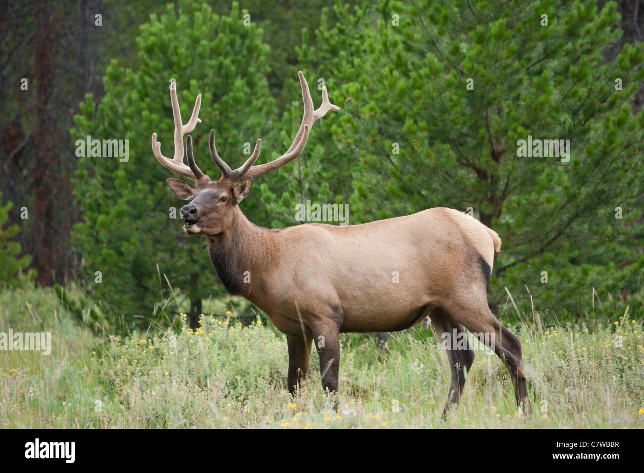 Rocky Mountain National Park Montana USA Wild free Stock Photo