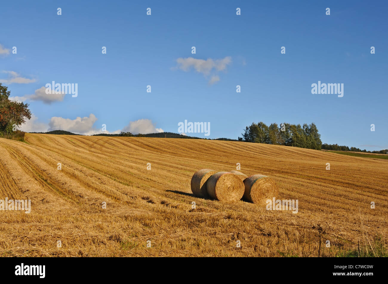 Golden hay bales in the countryside on a perfect sunny day Stock Photo ...