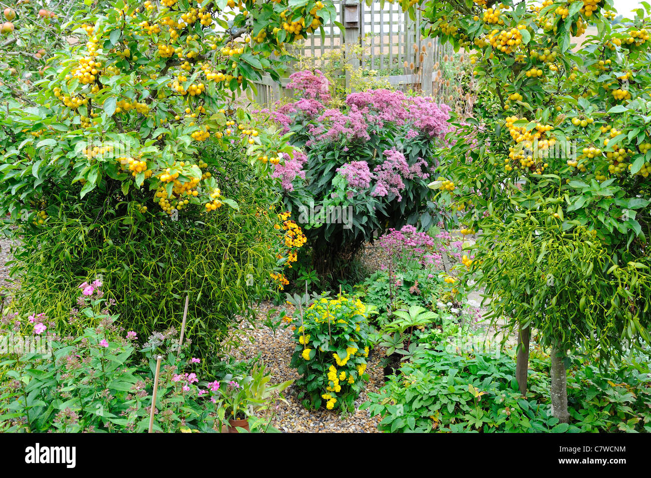 Garden view looking towards  showing trained arch of Crab Apple, (Golden Hornet) with mistletoe attached, Norfolk, UK, September Stock Photo