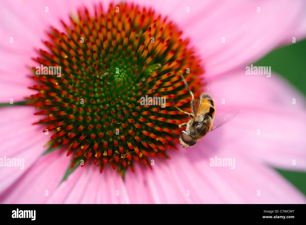 Bee Mimic Fly (Eristalis arbustorum) is a honey bee imposter on a Purple Coneflower (Echinacea sp.) Stock Photo