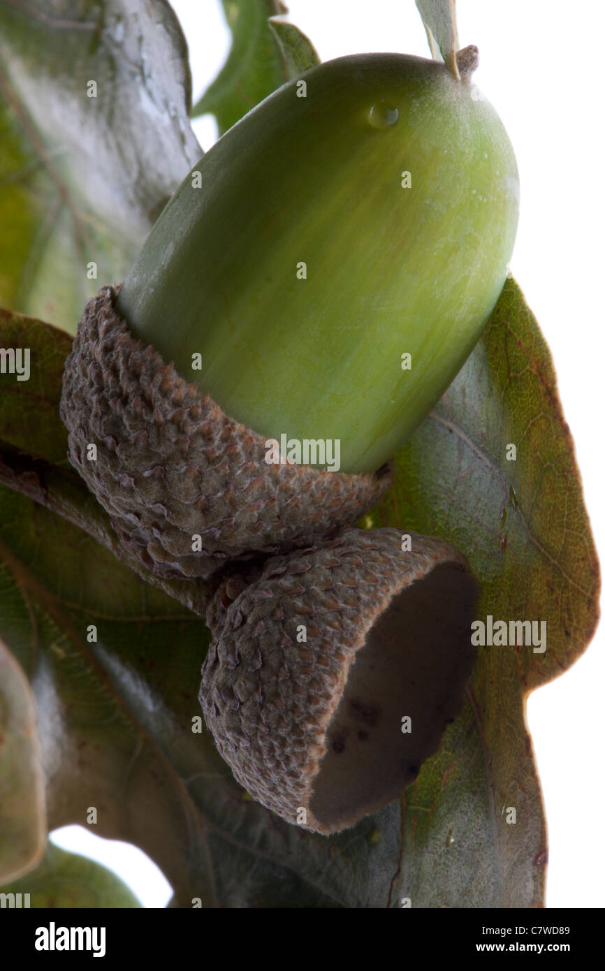 English oak leaf with acorn hi-res stock photography and images - Alamy