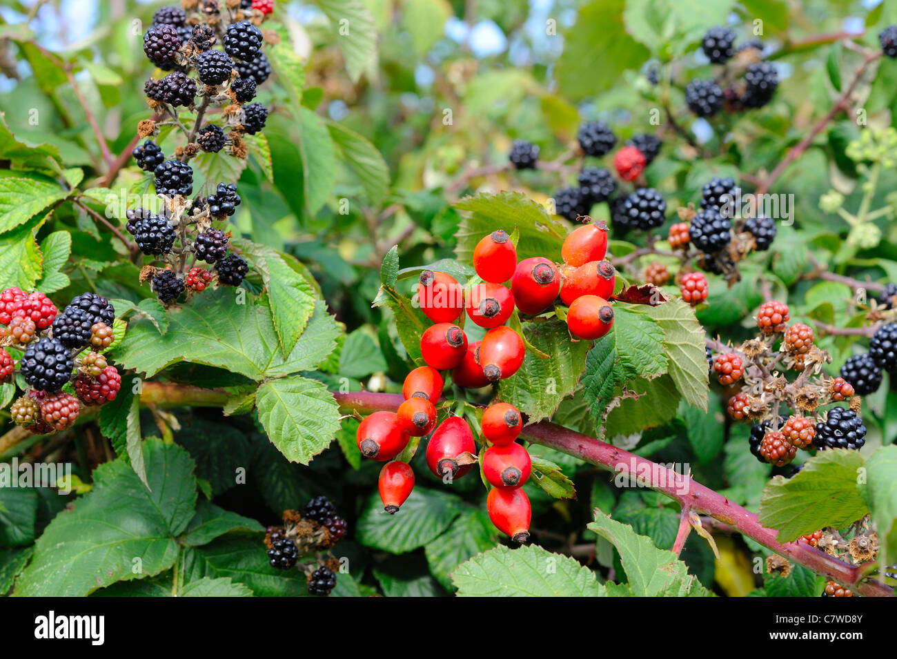 Rose hips and Blackberries in an Autumn hedgerow, Norfolk, UK, September Stock Photo