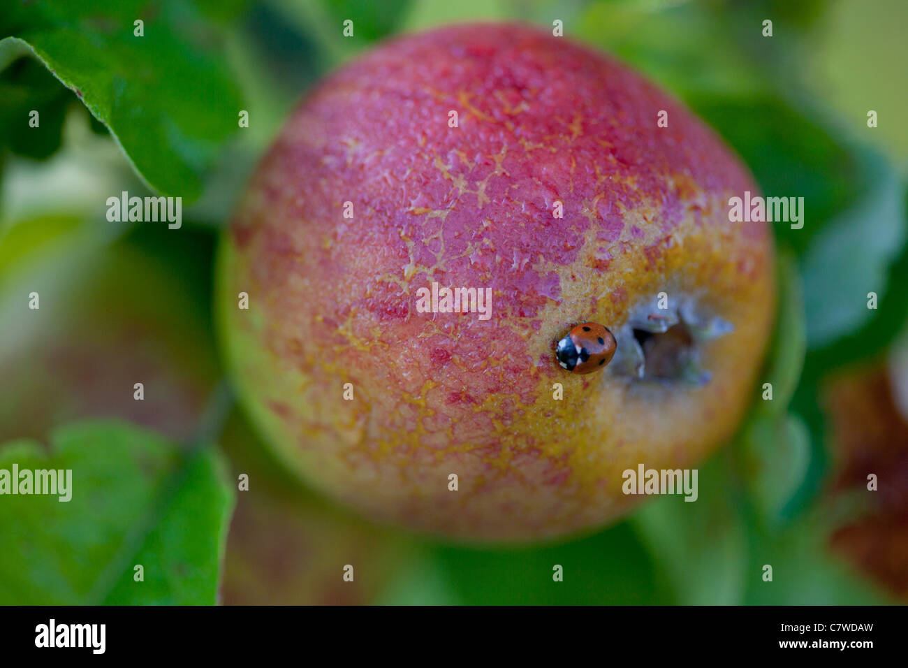 Ladybug on apple tree hi-res stock photography and images - Alamy