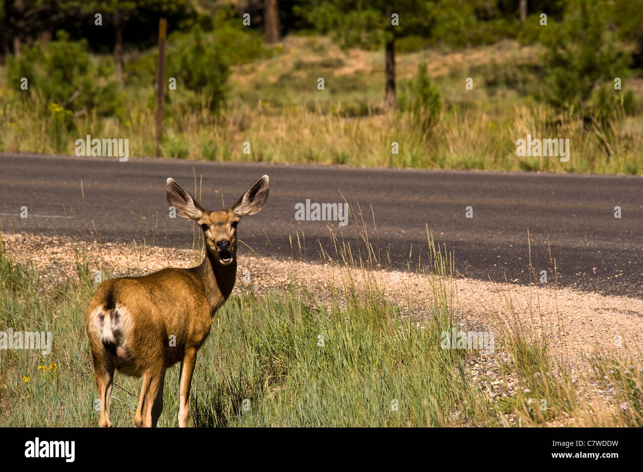 A deer calls his son at Bryce Canyon National Park Utah USA Stock Photo