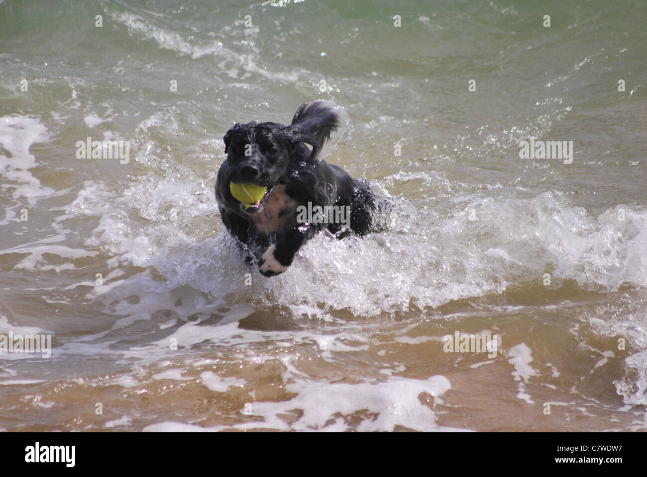 This photo shows a dog playing in the sea at Sandown on the Isle of