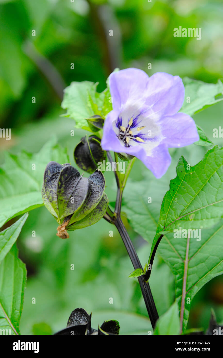 Nicandra physalodes, (apple of peru, shoo fly) said to deter insect pests from vegetable crops, Norfolk, UK, September Stock Photo