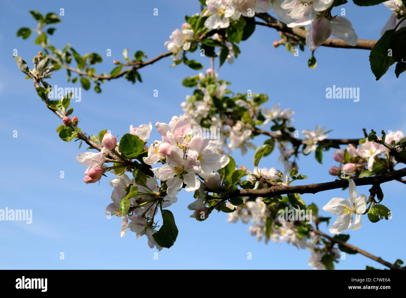 apple tree in full bloom pink blossom flowers blue sky spring Malus domestica Stock Photo