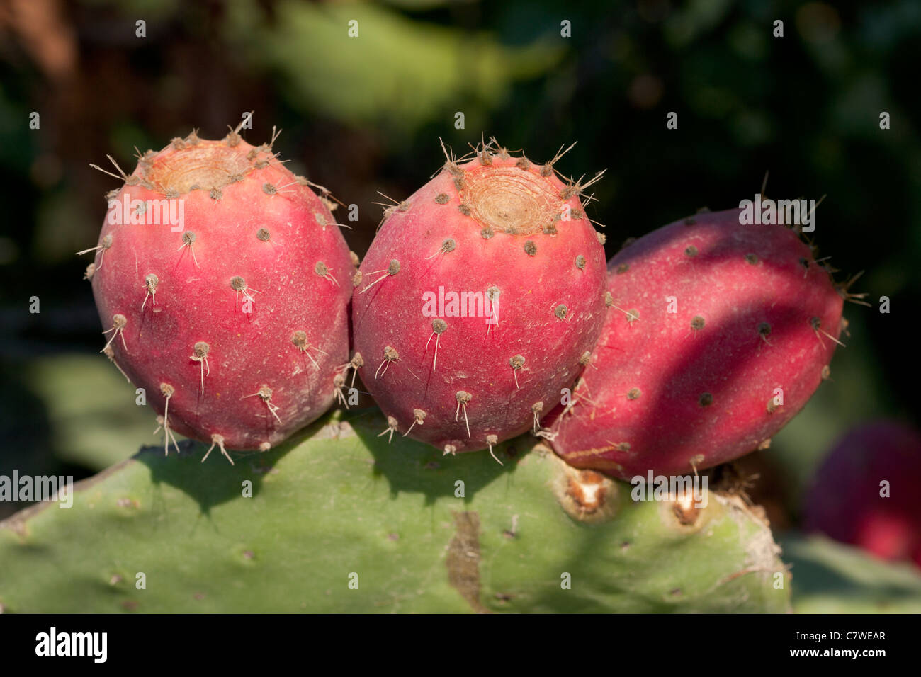 Red ripe prickly pear fruit of the Cactus Stock Photo