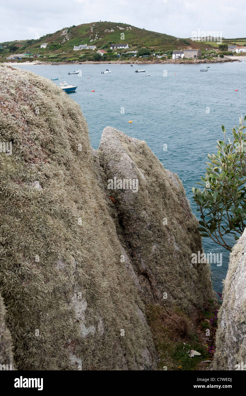 Lichens growing on rocks and trees on the Isle of Scilly Stock Photo