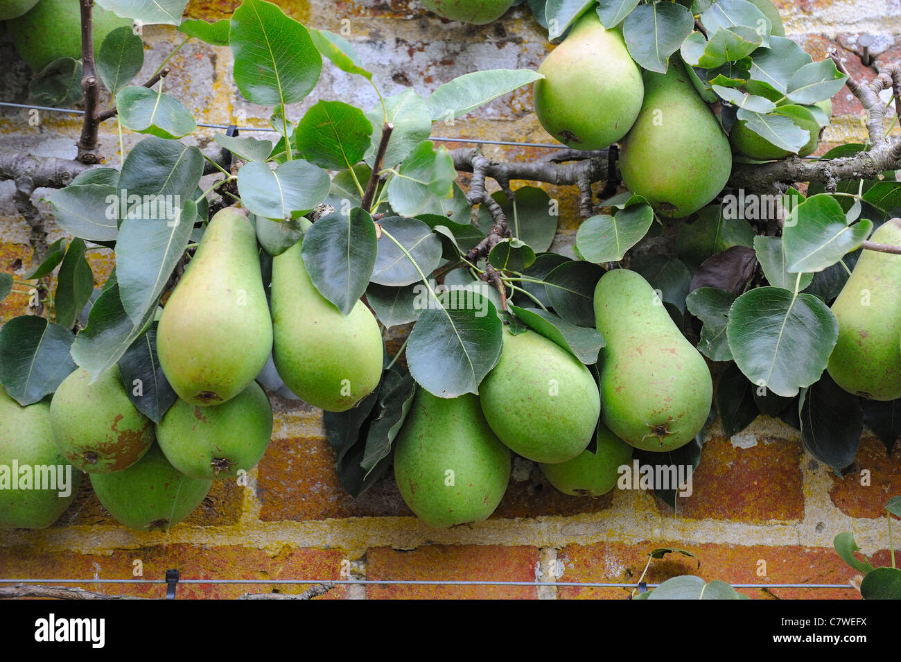 Wall trained pear, 'Vicar of Winkfield', ripe fruit ready for picking, UK, September Stock Photo
