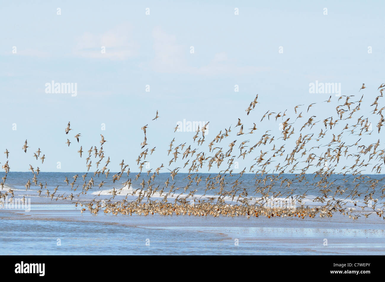 Flock of of mixed waders mostly Bar tailed Godwits, 'limosa lapponica', Norfolk, UK, September Stock Photo