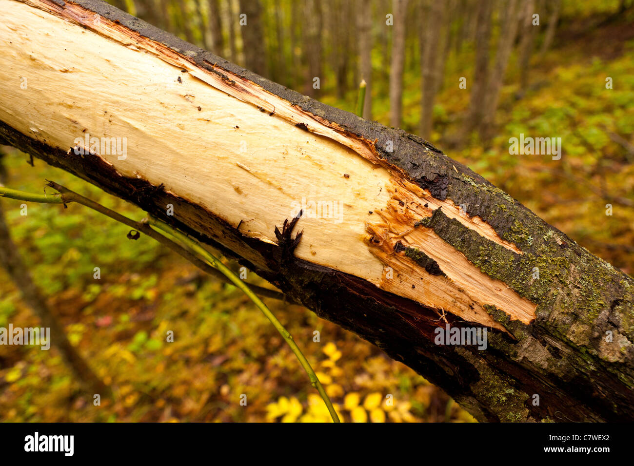 Stripped bark hires stock photography and images Alamy