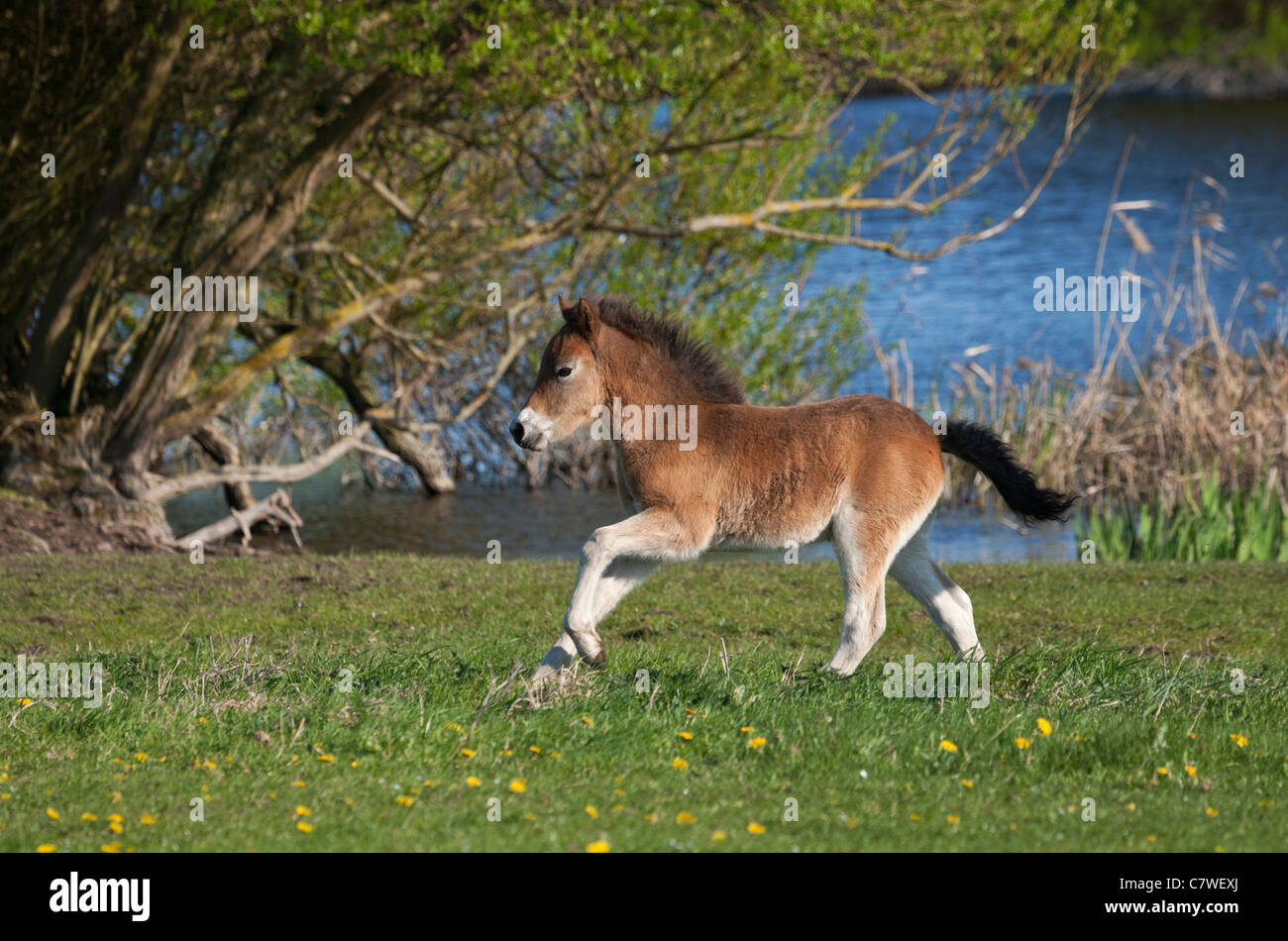 Exmoor Pony Colt Foal Baby National Park England Stock Photo Alamy exmoor-pony-colt-foal-baby-national-park-england-stock-photo-alamy