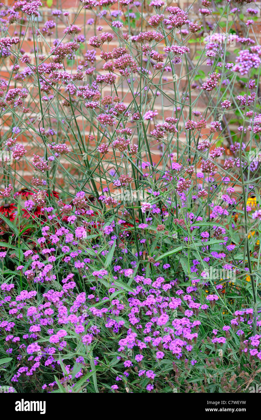 Verbena bonariensis and V. rigida in large country garden border, UK, September Stock Photo