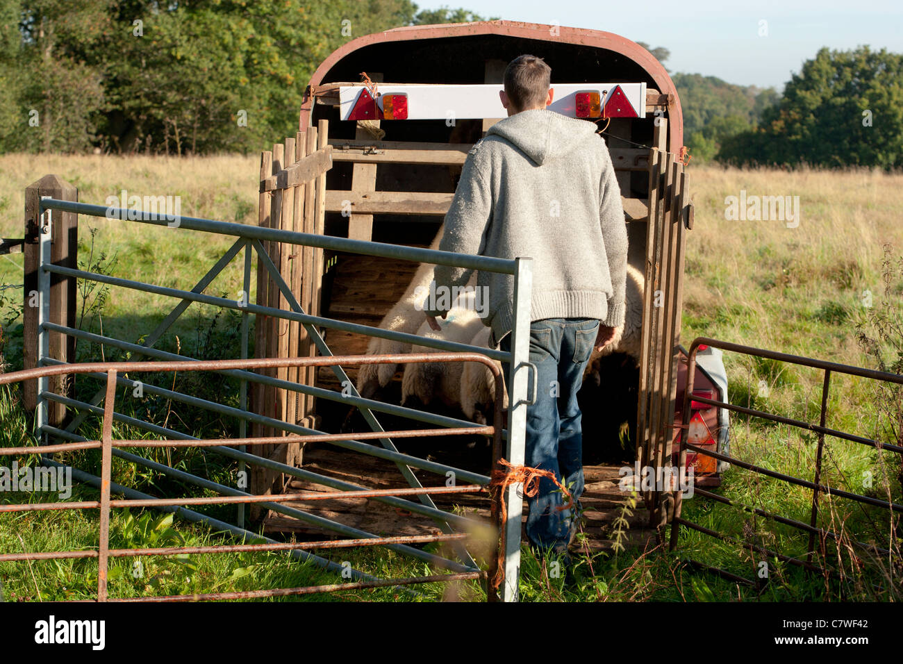 Trailer of sheep hires stock photography and images Alamy