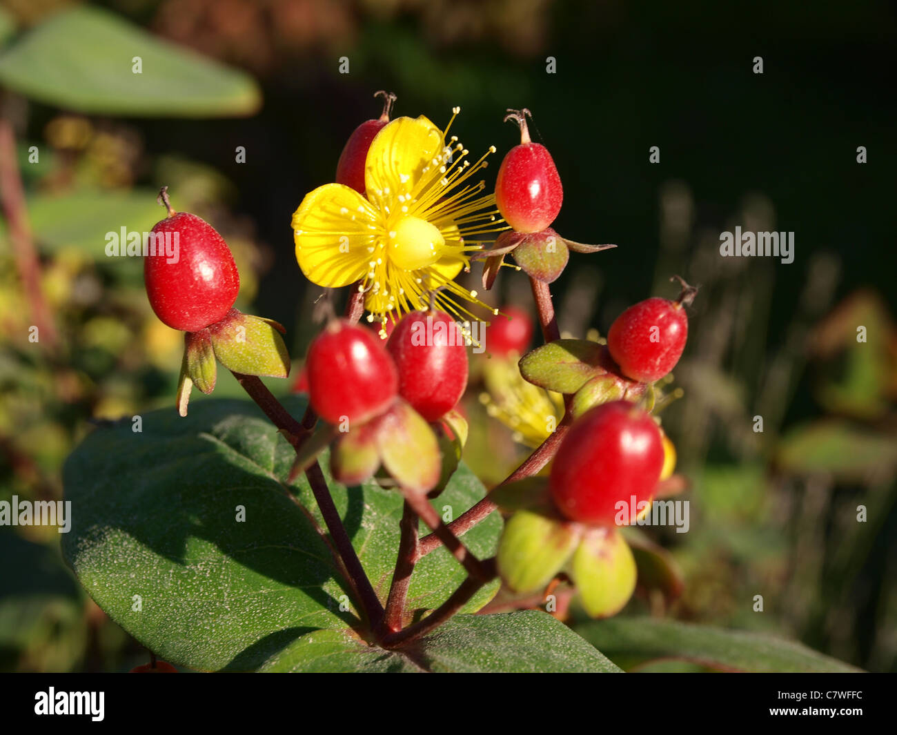 A close up shot of a yellow flower surrounded by small red berries. Stock Photo