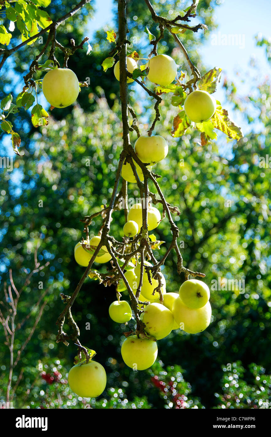 Branch with ripe apples on a farm in Westphalia (Germany) Stock Photo