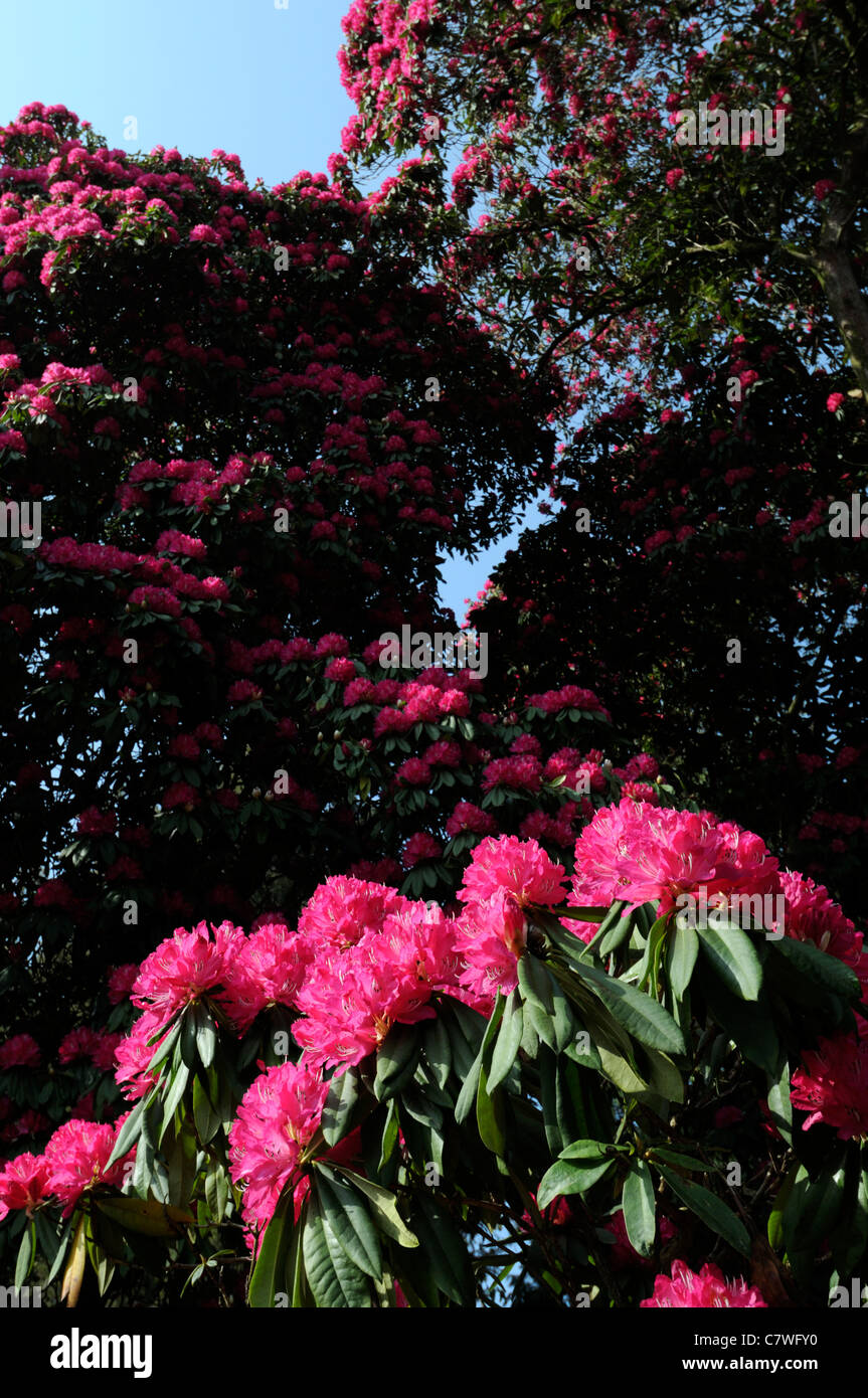 pink rhododendron tree large flower flowered bloom blossom spring blue sky skies Stock Photo