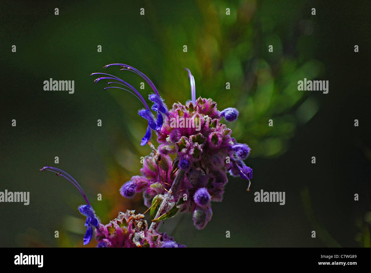 Sage Flower, Santa Monica Mountains, California Stock Photo Alamy