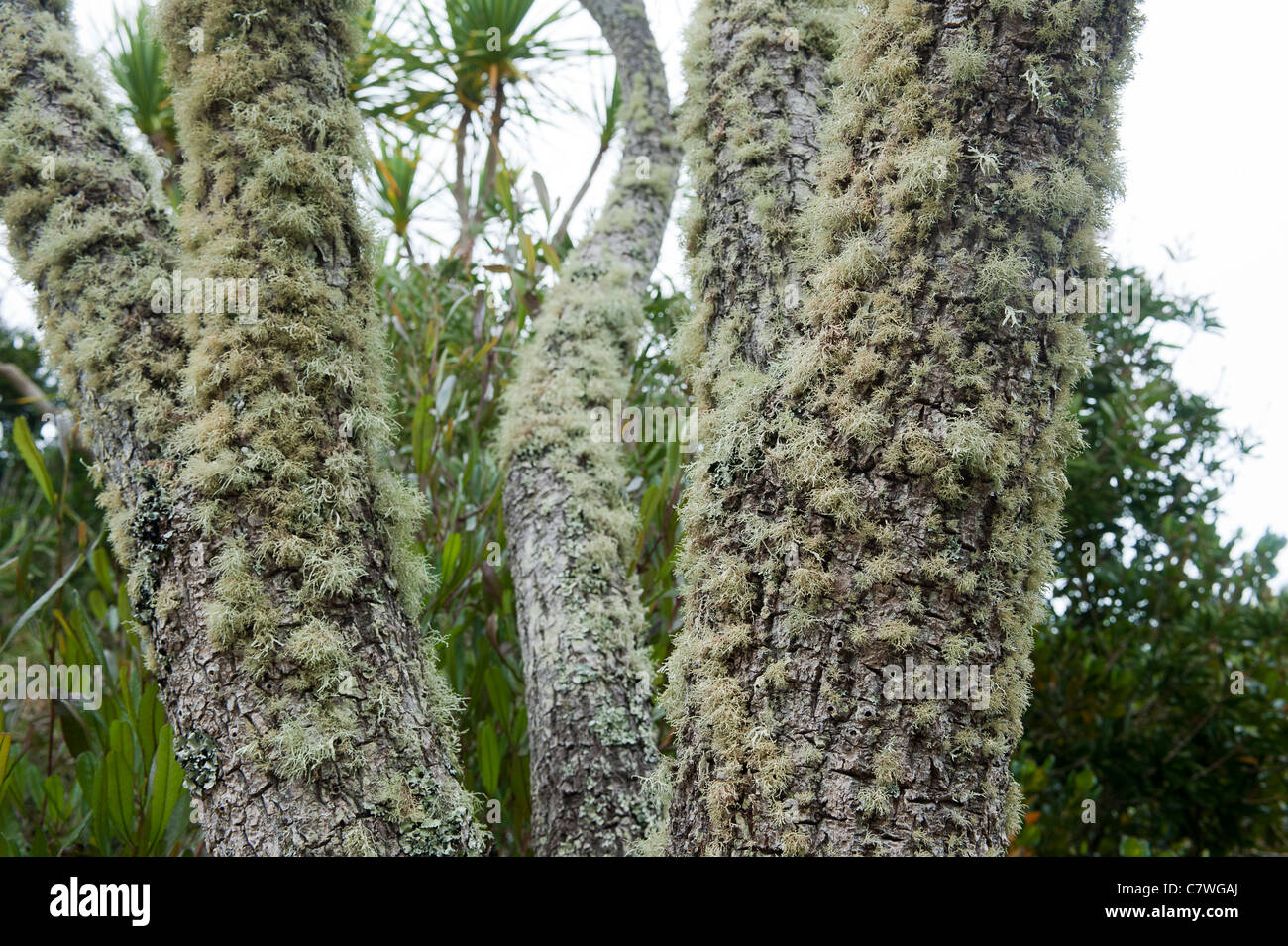 Lichens growing on rocks and trees on the Isle of Scilly Stock Photo