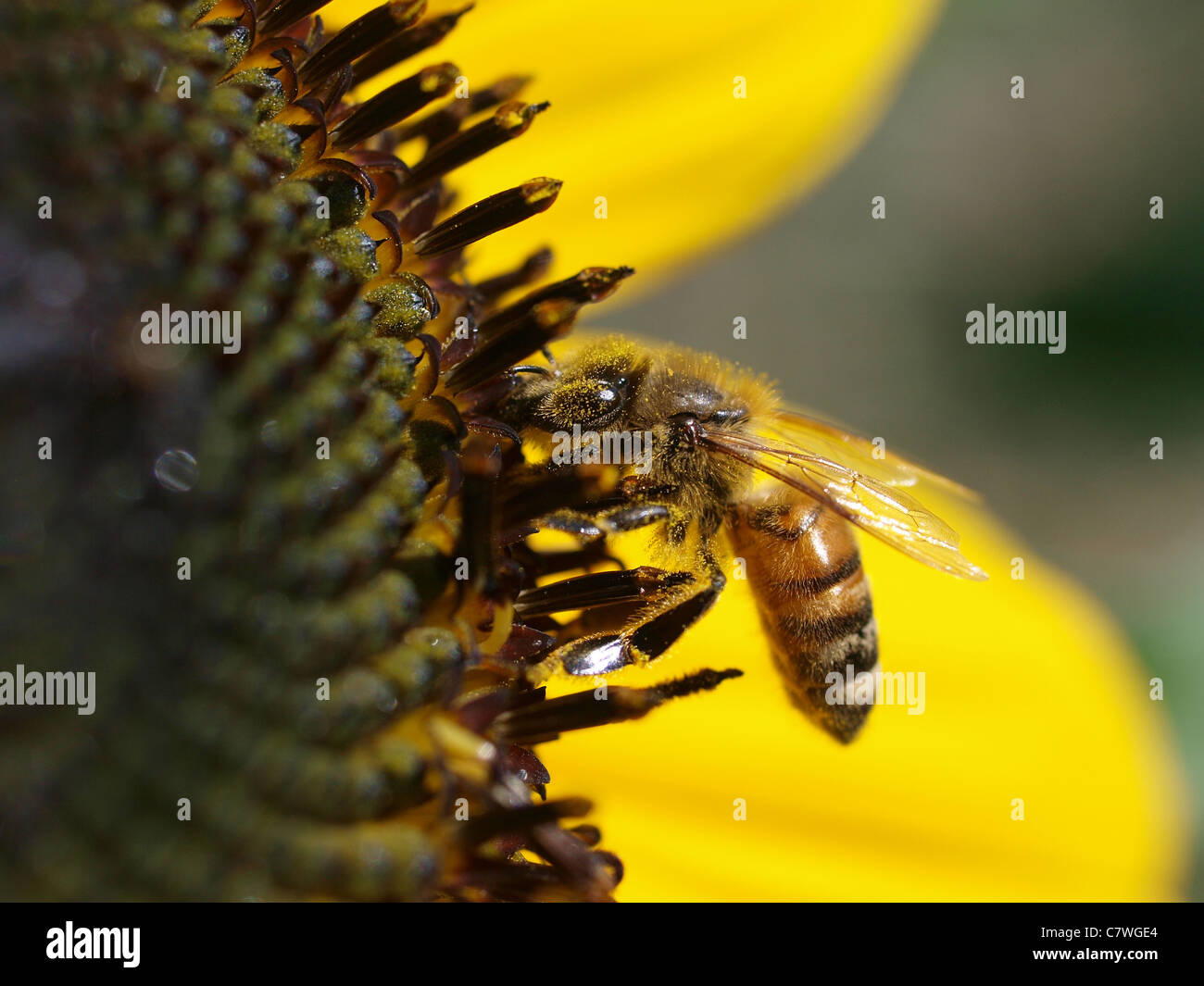American Honeybee (Apis mellifera) pollinating sunflower. Stock Photo