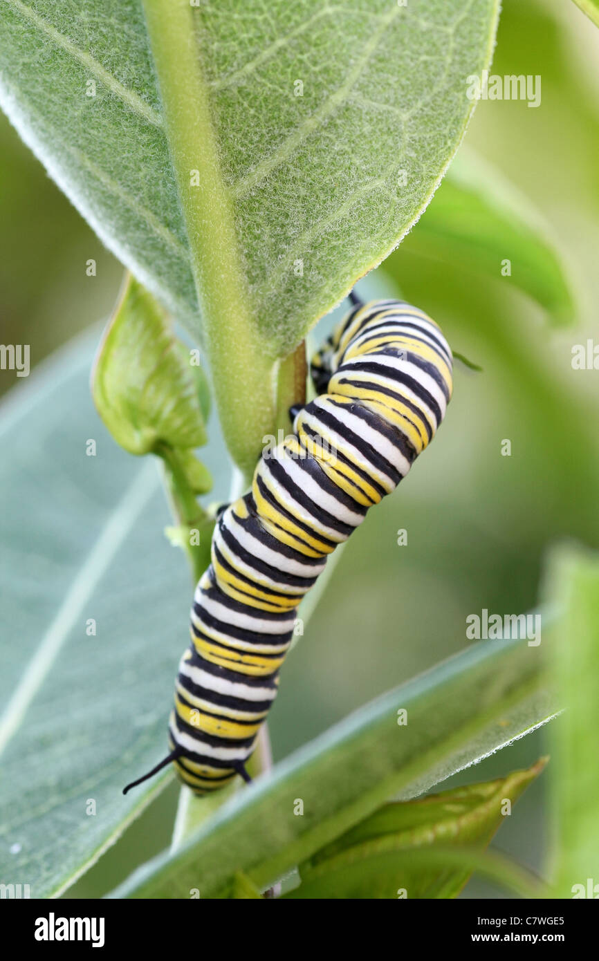 Monarch caterpillar on milkweed Stock Photo