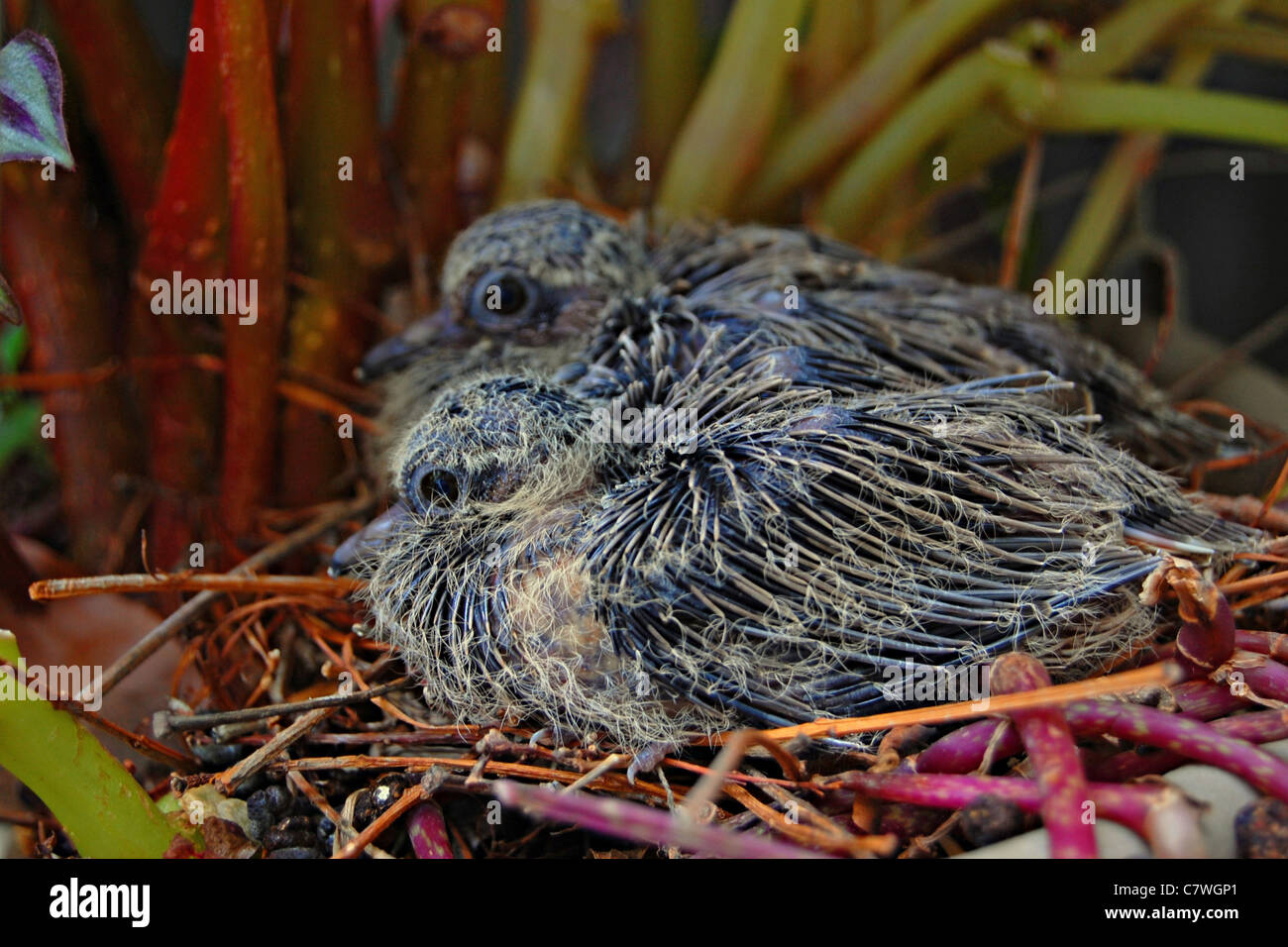 Mourning Dove Baby High Resolution Stock Photography And Images Alamy
